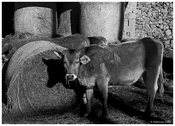 Image Hosted by ImageShack.us